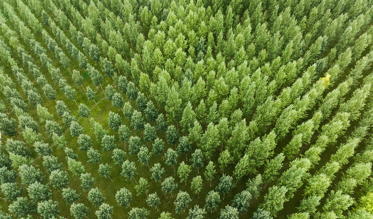 Rethinking Corporate FX Hedging: Seeing the Forest through the Trees